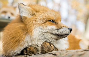 キツネの生態等に関する記事はコチラのイメージ