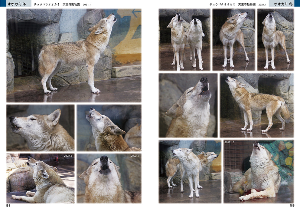 絵を描くためのキツネ・タヌキ・オオカミの写真集 マール社