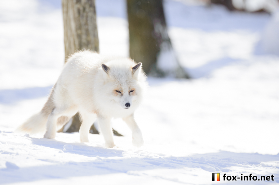 雪狐 茶プラキツネ キツネ写真館