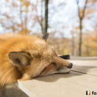 キツネ画像