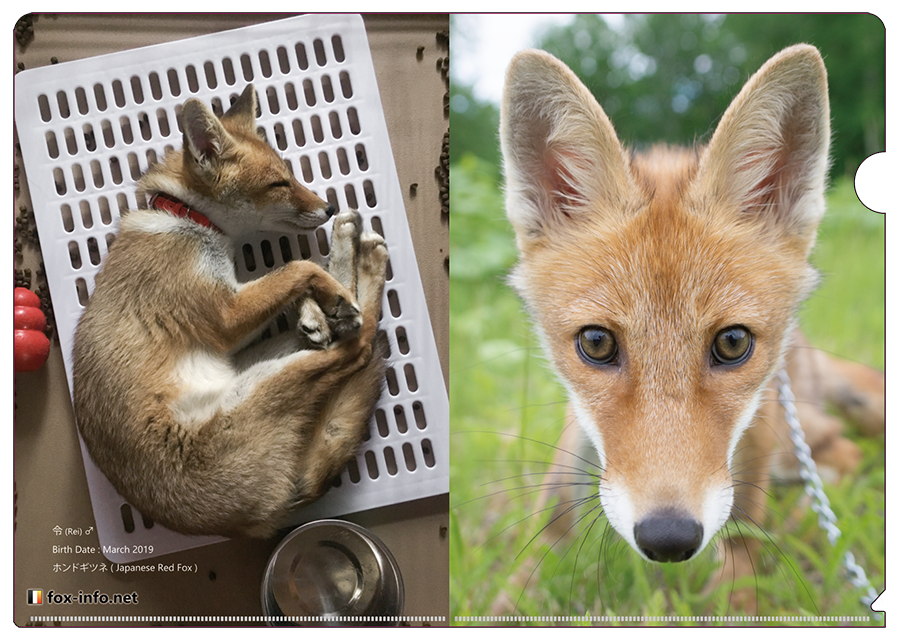 キツネクリアファイル001「ホンドギツネの令」 | キツネグッズショップ