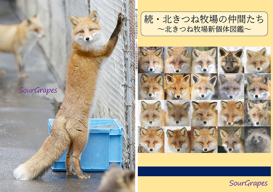 ポンキツネページ 日本初！ホンドギツネの生態を写真で紹介する絵本『となりの