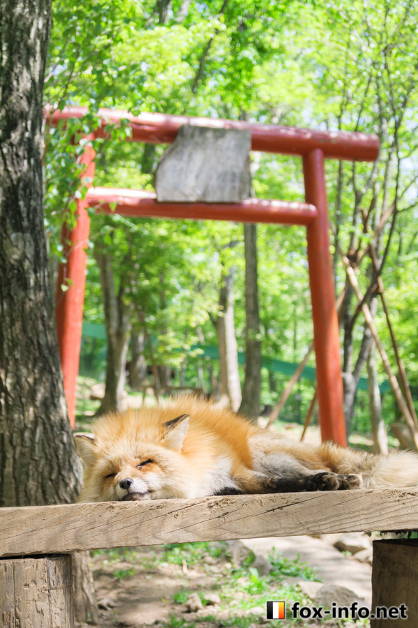 キツネ画像