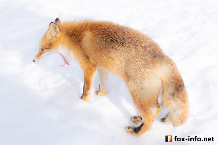 キツネ画像