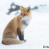 キツネ画像