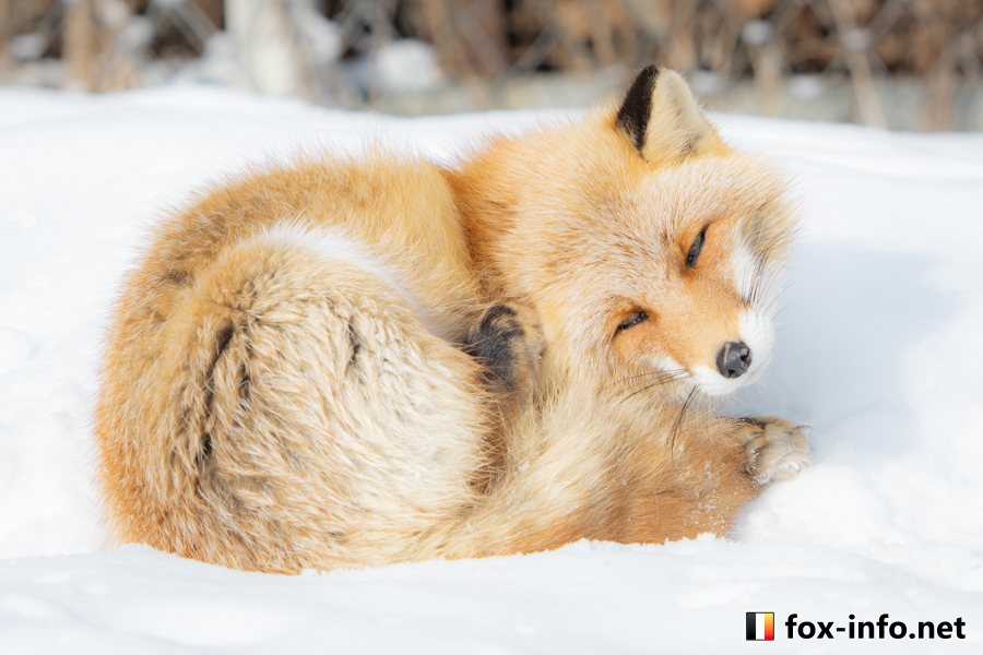 キツネ画像