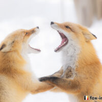 キツネ画像