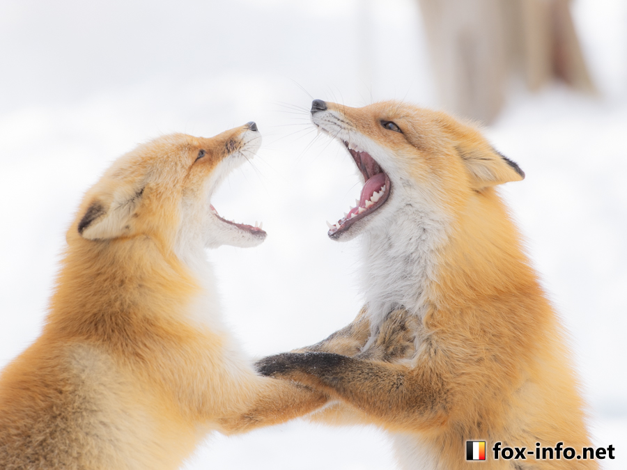 キツネ画像