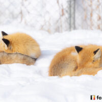 タヌキ画像
