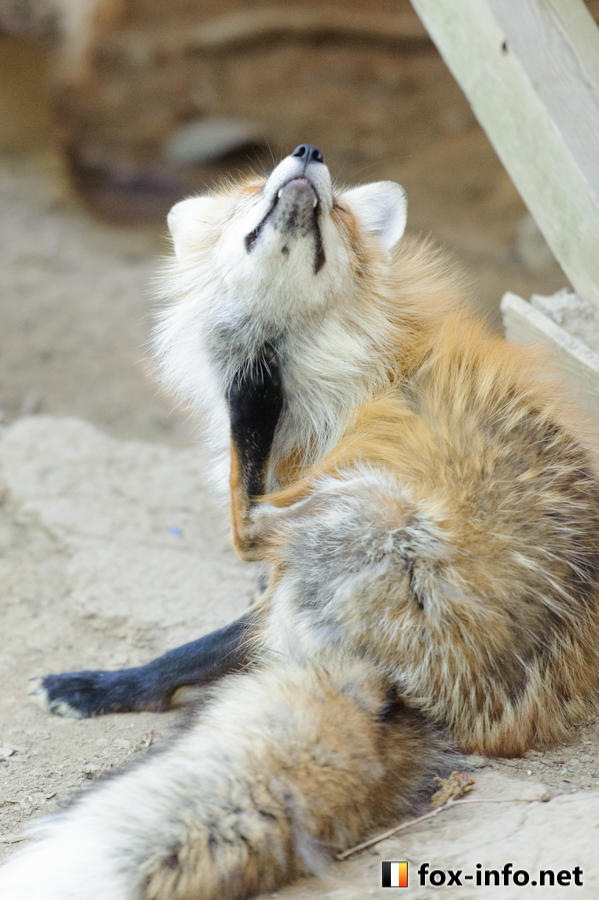 キツネ画像