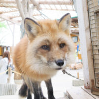 キツネ画像