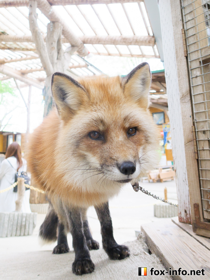 キツネ画像
