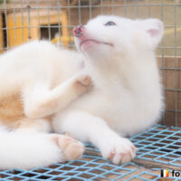 キツネ画像