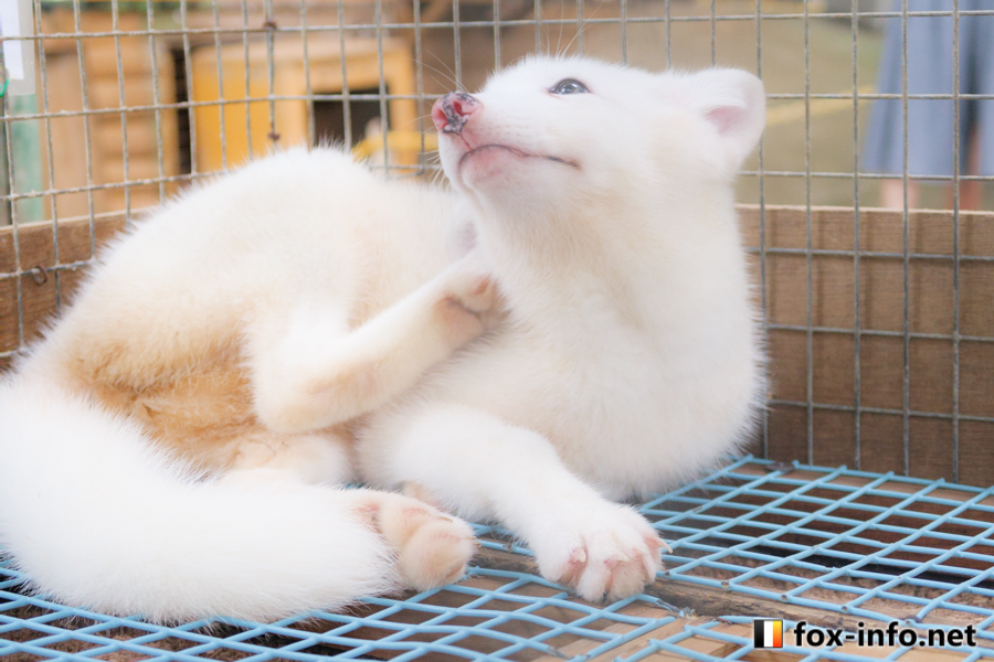 キツネ画像