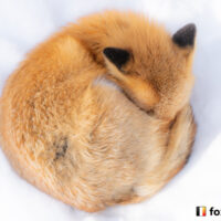 キツネ画像