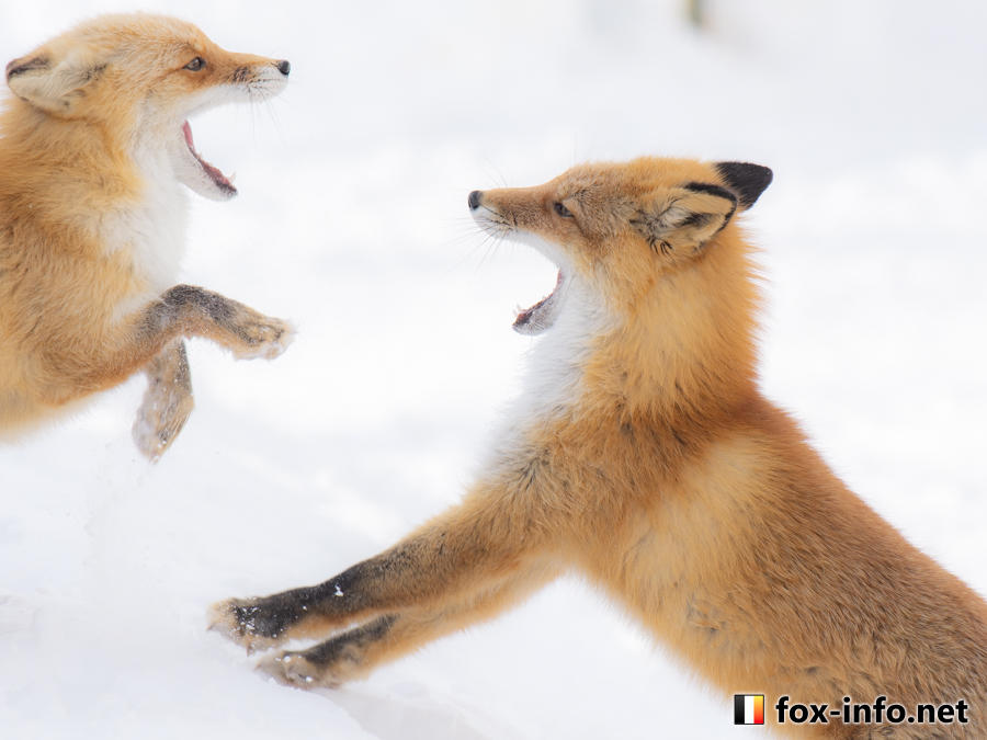 キツネ画像