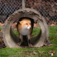 キツネ画像