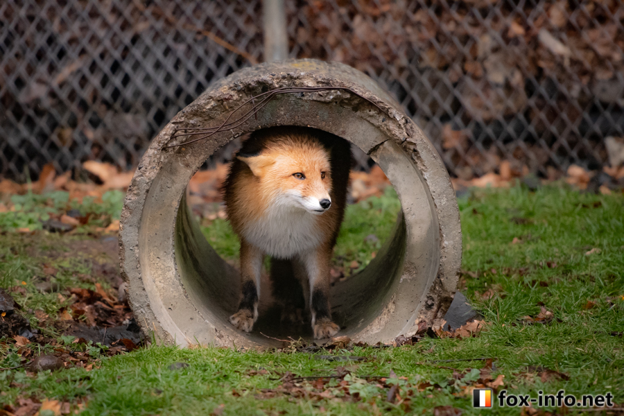 キツネ画像