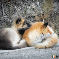 キツネ画像