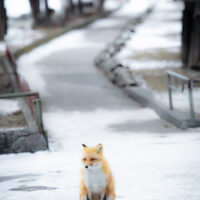 キツネ画像