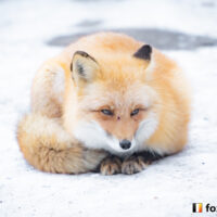 キツネ画像