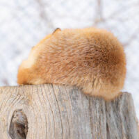 キツネ画像