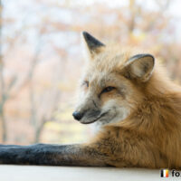 キツネ画像