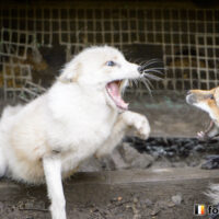 キツネ画像