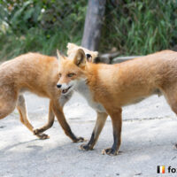 キツネ画像