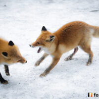 キツネ画像