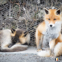キツネ画像