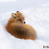 キツネ画像