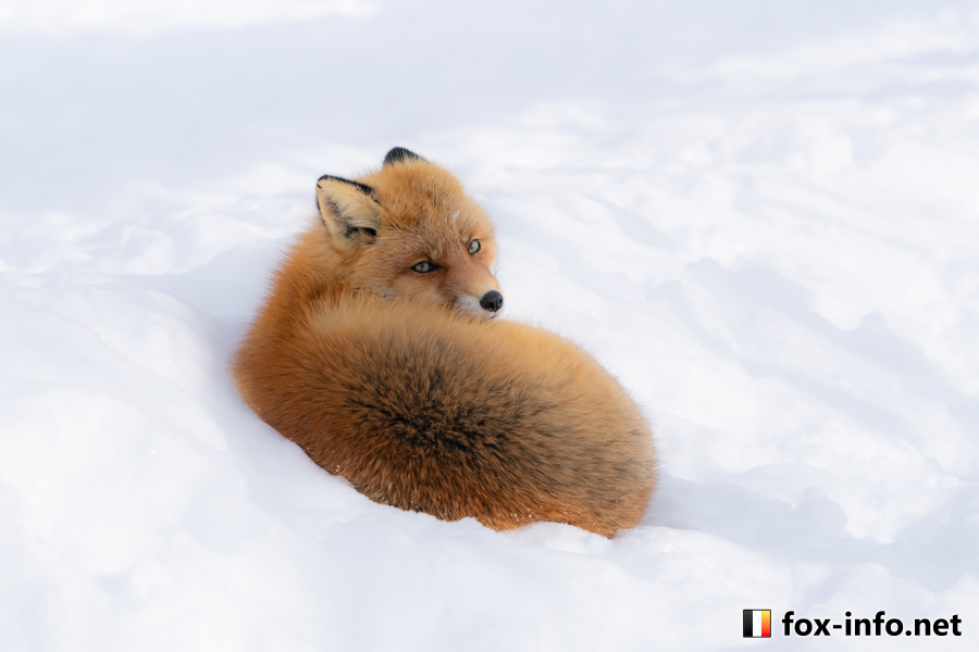 キツネ画像