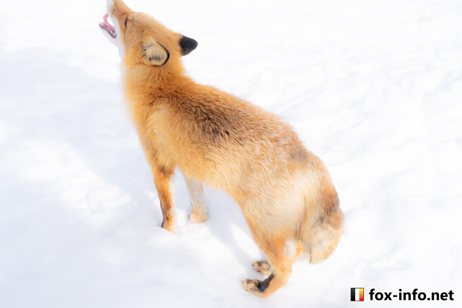 キツネ画像
