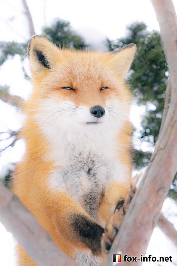 キツネ画像