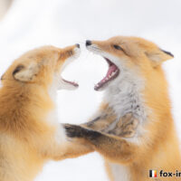 キツネ画像