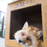 キツネ画像