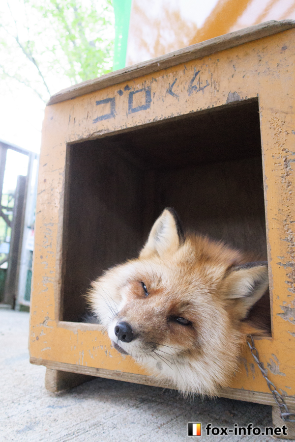 キツネ画像