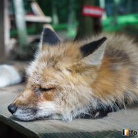 キツネ画像