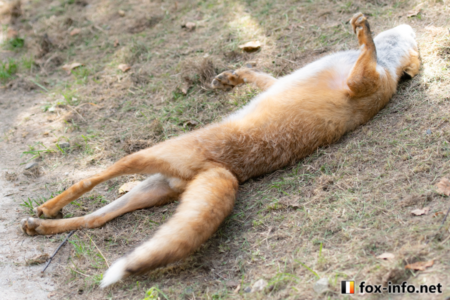 キツネ画像