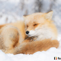 キツネ画像