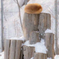 キツネ画像