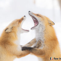 キツネ画像