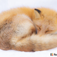 キツネ画像