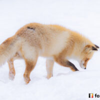 キツネ画像