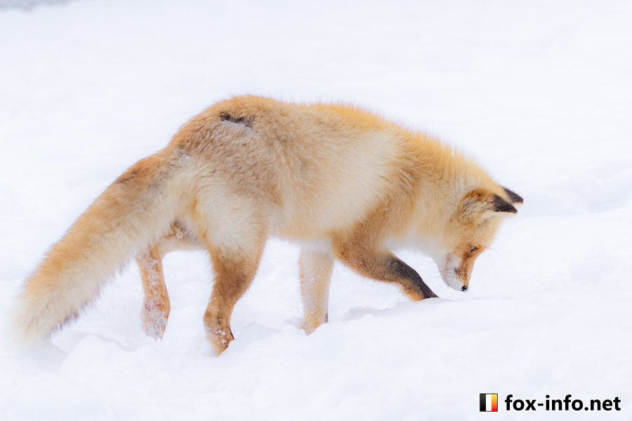 キツネ画像