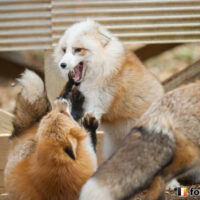 キツネ画像