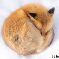 キツネ画像