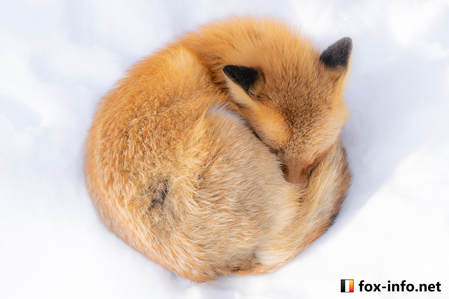 キツネ画像