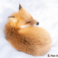 キツネ画像